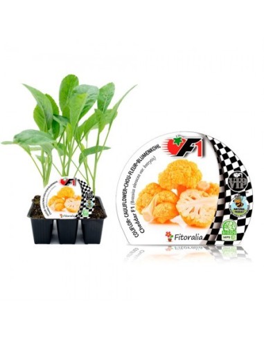 Planter col coliflor groga híbrida Cheddar (6 unitats)