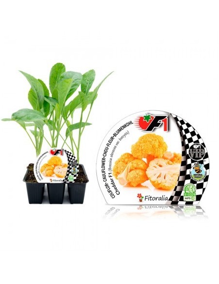 Planter col coliflor groga híbrida Cheddar (6 unitats)