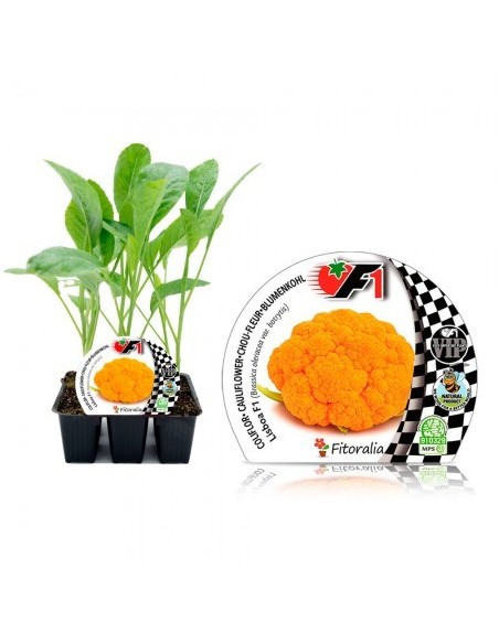 Mudas de couve-flor laranja híbrido (6 unidades)