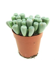 Fenestraria (test 5,5 cm Ø)