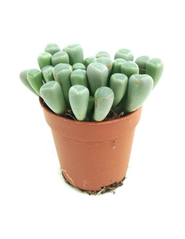 Fenestraria (maceta 5,5 cm Ø)