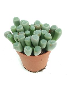 Fenestraria (maceta 5,5 cm Ø) 2