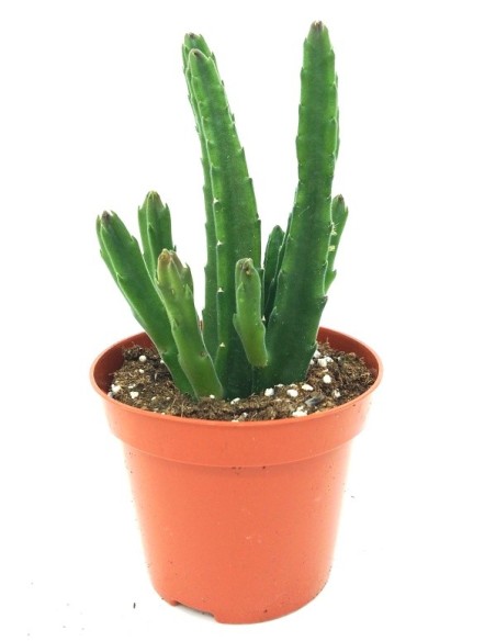 Cactus Haworthia