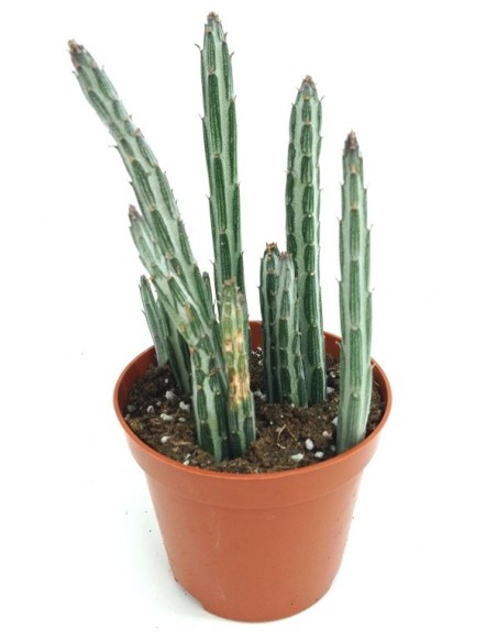 Senecio Stapeliaeformis (maceta 8,5 cm Ø)