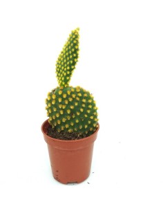 Aloe squarrosa (test 12 cm ø)