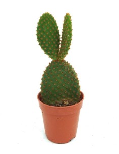 Opuntia microdasys vermelho (vaso 5,5 cm ø)