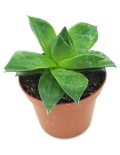 Haworthia Cymbiformis (pot 7,5 cm ø).