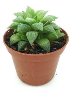 Cactus Haworthia