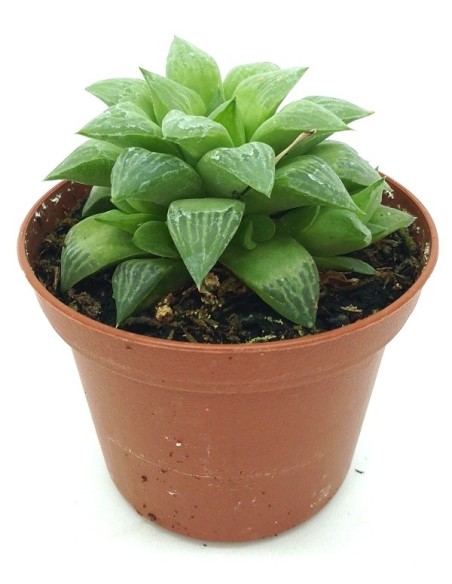 Haworthia Mirabilis (vaso 7,5 cm ø)