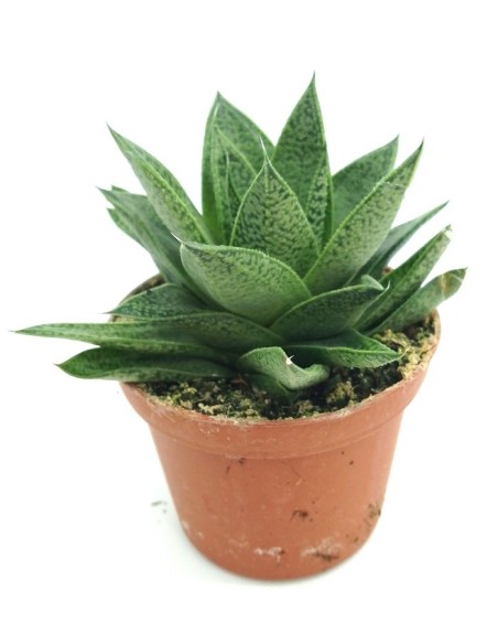 Cactus Haworthia