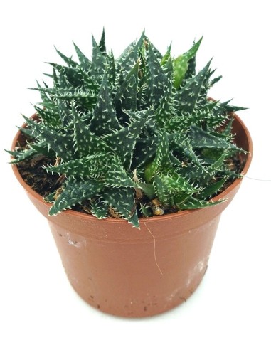Aloe Pepe (vaso 7,5 cm ø)