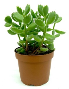 Cotyledon tomentosa (maceta 10,5 cm ø)
