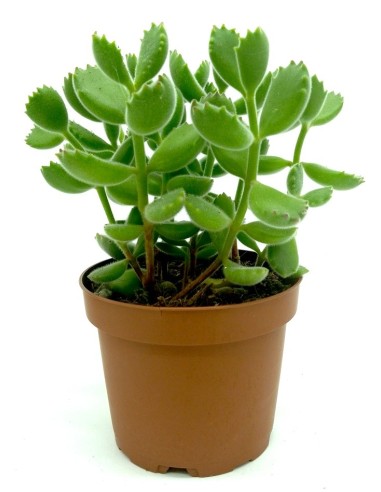 Cotyledon tomentosa (maceta 10,5 cm ø)