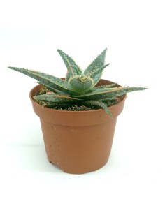 Cactus Haworthia