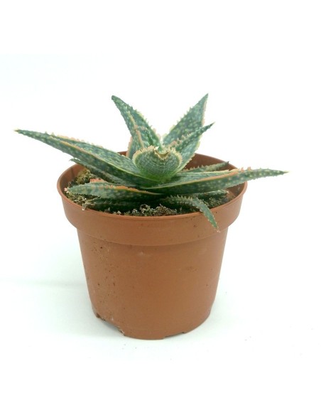 Aloe Vitro (maceta 8,5 cm ø)