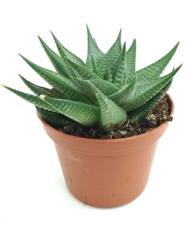 Haworthia Twist (test 7,5 cm ø)