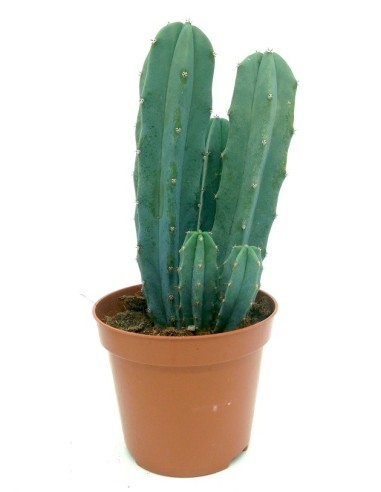 Cactus Haworthia