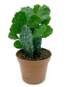 Brasiliopuntia (vaso 7,5 cm ø)
