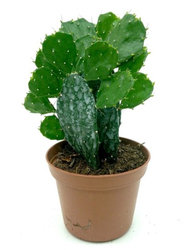 Brasiliopuntia (test 7,5 cm ø)