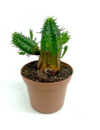 Cactus Haworthia