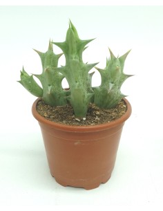 Orbea decaisneana o estrella negra (maceta 8,5 cm Ø)