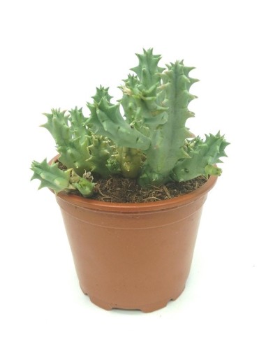 Cactus Haworthia