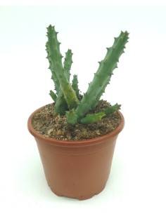 huernia pendurata (maceta 8,5 cm Ø)