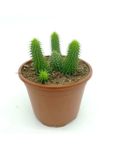 Cactus Haworthia