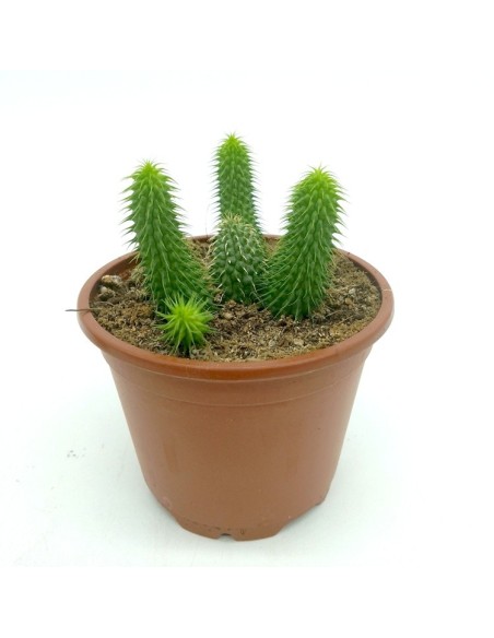 Huernia pillansii (vaso 8,5 cm Ø)