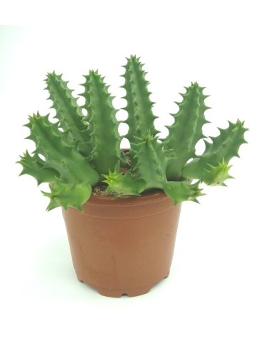 Huernia pink eye (vaso 8,5 cm Ø)