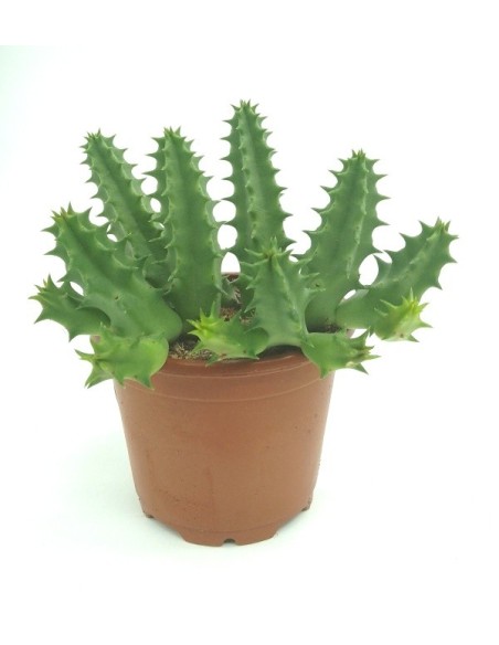 Cactus Haworthia