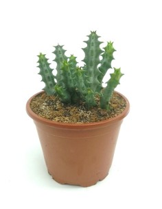 Huernia primulina (maceta 8,5 cm Ø)