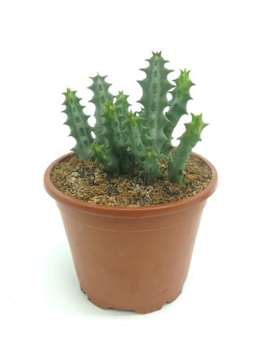 Huernia primulina (maceta 8,5 cm Ø)