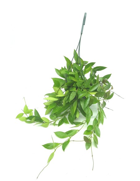 Hoya Green ghost (vaso 15 cm ø)