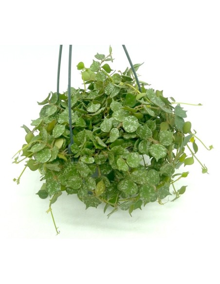 Hoya Curtisii (vaso 15 cm ø)