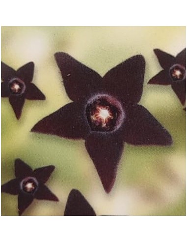 Orbea decaisneana o estrella negra (maceta 8,5 cm Ø)