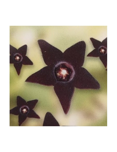 Orbea decaisneana o estrella negra (maceta 8,5 cm Ø)