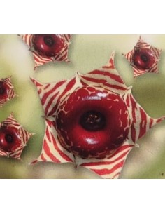 Huernia confusa (maceta 8,5 cm Ø) 2