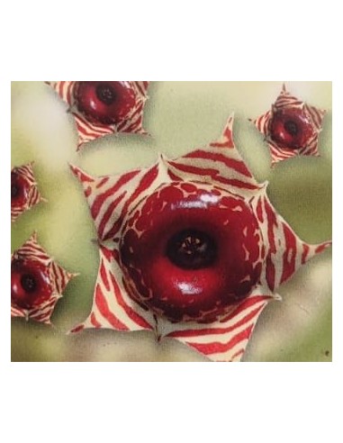 Cactus Haworthia