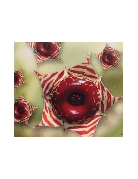 Huernia confusa (maceta 8,5 cm Ø)