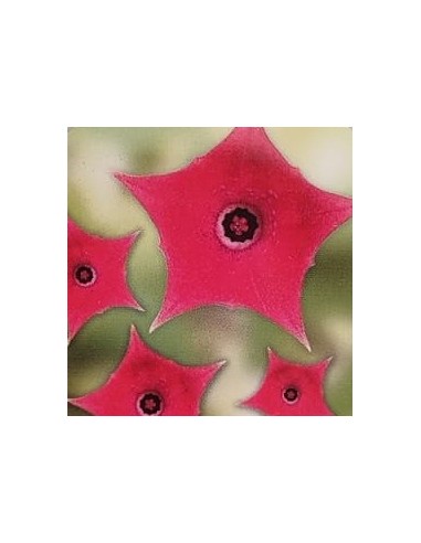 Huernia pink eye (vaso 8,5 cm Ø)
