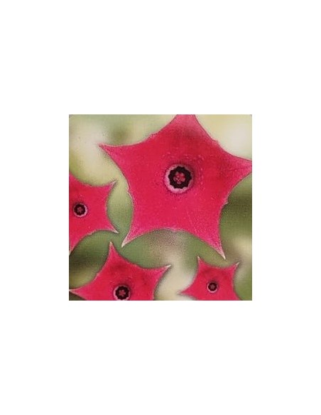 Huernia pink eye (vaso 8,5 cm Ø)