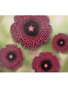 huernia pendurata (maceta 8,5 cm Ø) 2