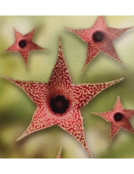 Huernia pillansii (vaso 8,5 cm Ø)
