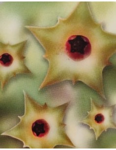 Huernia primulina (maceta 8,5 cm Ø) 2