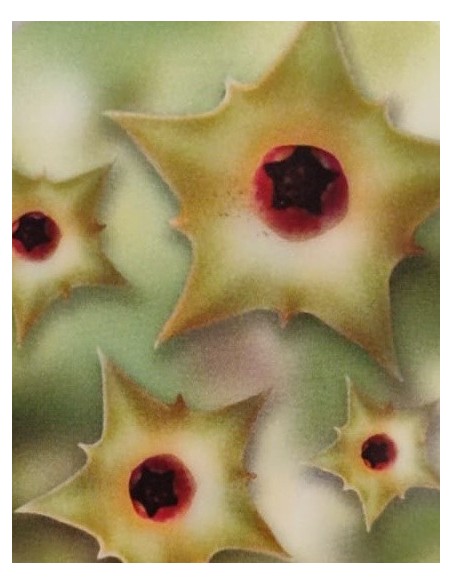 Huernia primulina (maceta 8,5 cm Ø)