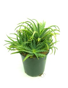 Aloe arborescens (maceta 19 cm ø)