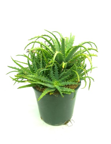 Aloe arborescens (test 19 cm ø)