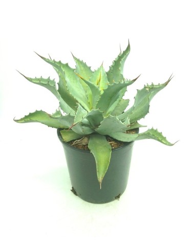 Cactus Euphorbia (test 12 cm ø)