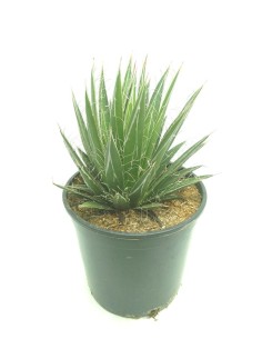 Cactus Euphorbia (test 12 cm ø)